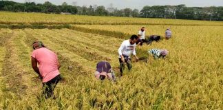 করোনা মোকাবিলায় নড়াইলে কৃষকের পাকা ধান কেটে দিল জেলা স্বেচ্ছাসেবক লীগ