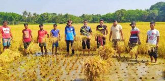 নড়াইলে অসহায় কৃষকের ধান কে*টে দিল সদর উপজেলা ছাত্রলীগ