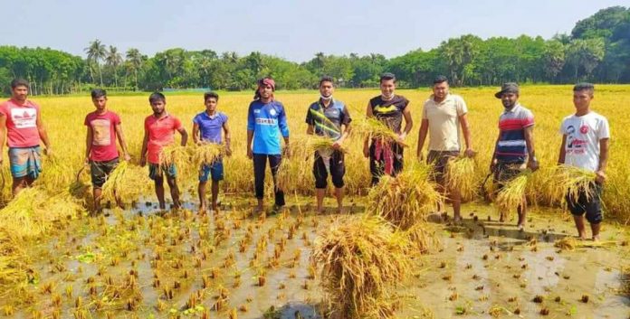 নড়াইলে অসহায় কৃষকের ধান কে*টে দিল সদর উপজেলা ছাত্রলীগ