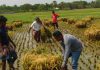 নড়াইলে সোনার ফসল আবাদকারী কৃষকের সহযোগিতায় সাবেক ছাত্রলীগ নেতাসহ একদল তরুণ