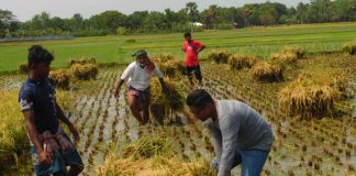 নড়াইলে সোনার ফসল আবাদকারী কৃষকের সহযোগিতায় সাবেক ছাত্রলীগ নেতাসহ একদল তরুণ