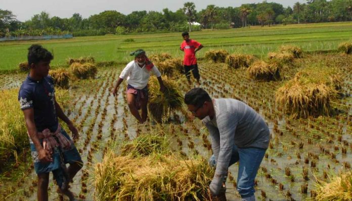 নড়াইলে সোনার ফসল আবাদকারী কৃষকের সহযোগিতায় সাবেক ছাত্রলীগ নেতাসহ একদল তরুণ