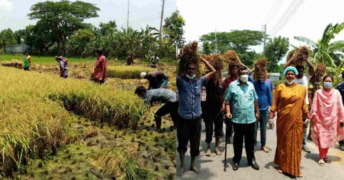 নড়াইলে অসহায় কৃষকের ধান কে*টে দিলেন কৃষি বিভাগের কর্মকর্তা-কর্মচারীবৃন্দ