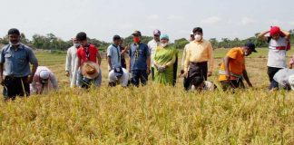 নড়াইলের লোহাগড়ায় কৃষকের ধান কা*টলেন জেলা প্রশাসক