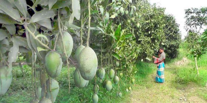 মিশ্র আমবাগান করে সফল কৃষক, খরচ ২৫ লাখ, বিক্রির আশা প্রায় ৫০ লাখ