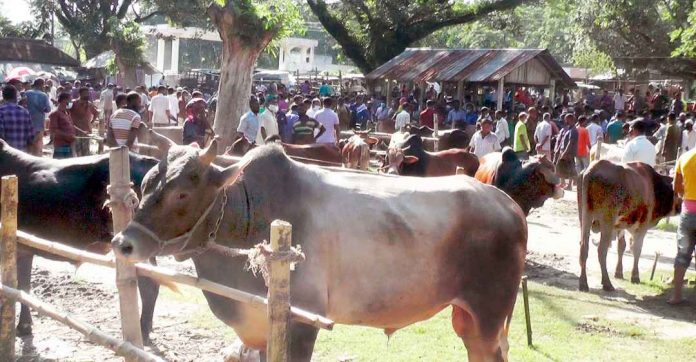 নড়াইলে কোর*বানির জন্য প্রস্তুত ২৯ হাজারের বেশি প*শু