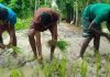 সড়কে ধান রোপণ করে অভিনব প্রতিবা'দ