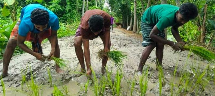 সড়কে ধান রোপণ করে অভিনব প্রতিবা'দ