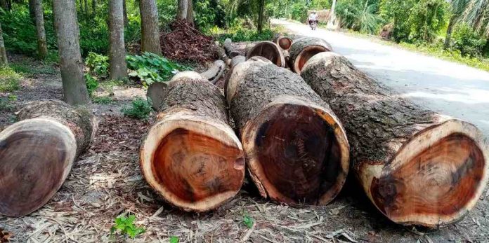 নড়াইলে ইউপি চেয়ারম্যান ভু*য়া টেন্ডার দেখিয়ে কোটি টাকার গাছ লো*পাট!