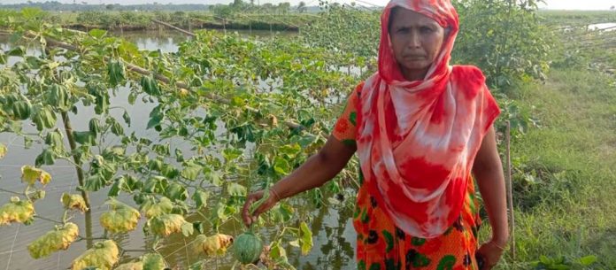 নড়াইলে গাছের সাথে এ কেমন শ'ত্রুতা