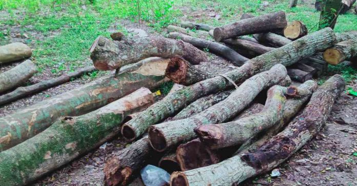 নড়াইলের লোহাগড়ায় সড়কের সরকারী গাছ বিনা টেন্ডারে বিক্রির অভিযো'গ