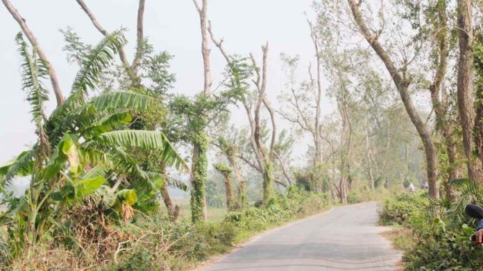 নড়াইলের কালিয়ায় দুই শতাধিক শি'শুগাছের মৃ'ত্যু, জী'বনের ঝুঁ'কিতে পথচারিরা