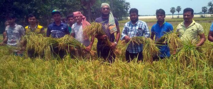 নড়াইলে কৃষকের ধান কে/টে দিলো জেলা যুবলীগ