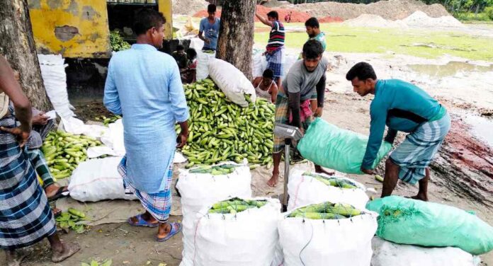 নড়াইলে ক্ষীরা- শশার চাষ করে অনেকের ভাগ্য বদল