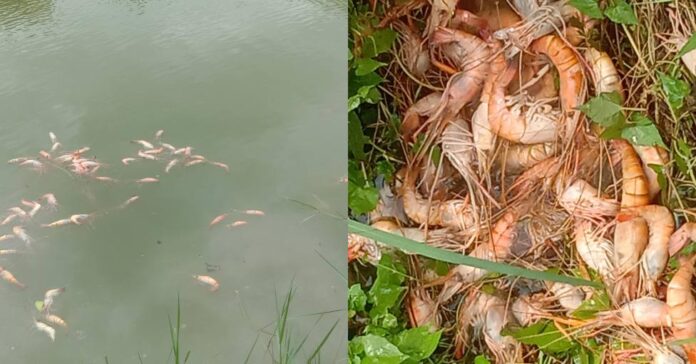 নড়াইলে মাছের সাথে এ কেমন শত্রুতা, চার লক্ষাধিক টাকার ক্ষতি