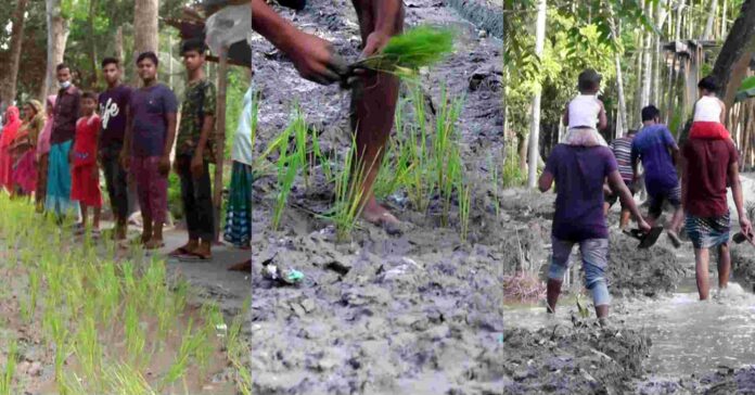 নড়াইলে দীর্ঘ ৪০ বছরেও দাবিপূরণ না হওয়ার প্রতিবাদে কাঁদা রাস্তায় ধানের চারা রোপন