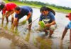 নড়াইলে ঔষুধিগুণসম্পন্ন ব্ল্যাক রাইস চাষ করছেন উদ্যোক্তা শাহীন