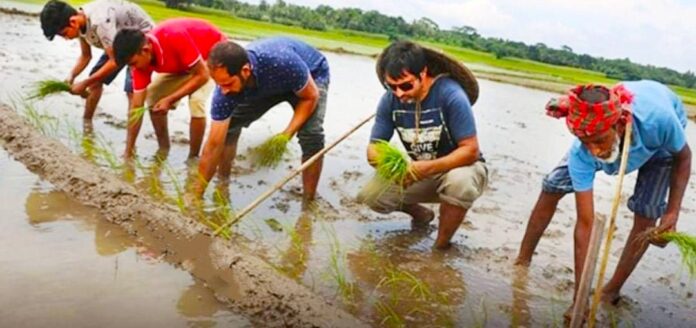 নড়াইলে ঔষুধিগুণসম্পন্ন ব্ল্যাক রাইস চাষ করছেন উদ্যোক্তা শাহীন