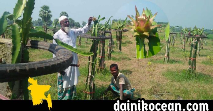 নড়াইলের লোহাগড়ায় ড্রাগন চাষের বিপুল সম্ভাবনা