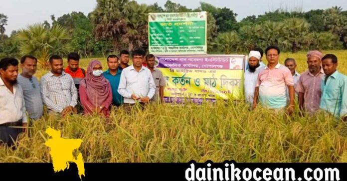 নড়াইলের লোহাগড়ায় আমন ব্রি হাইব্রিড-৬ ধান ক/র্তন ও মাঠ দিবস পালিত