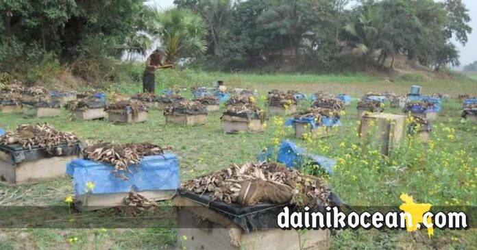 নড়াইলে সরিষার খেত থেকে মধু সংগ্রহে ব্যস্ত মধু চাষি