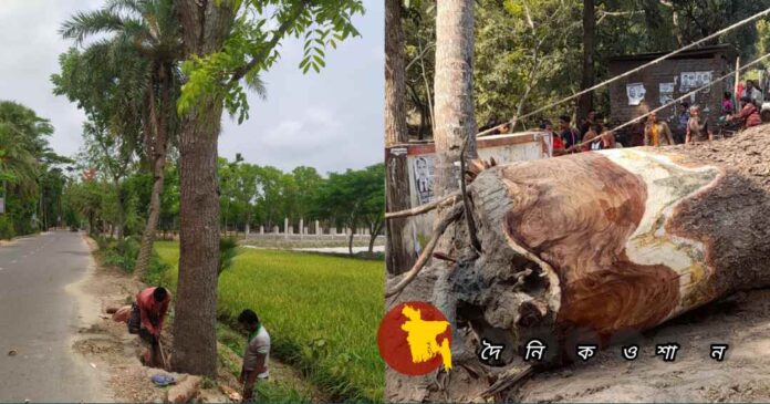 কালিয়ায় উন্নয়নের নামে স্কুলের গাছ কেটে সাবাড়, প্রধান শিক্ষককে ‘ম্যানেজ’ করতে উপঢৌকন!