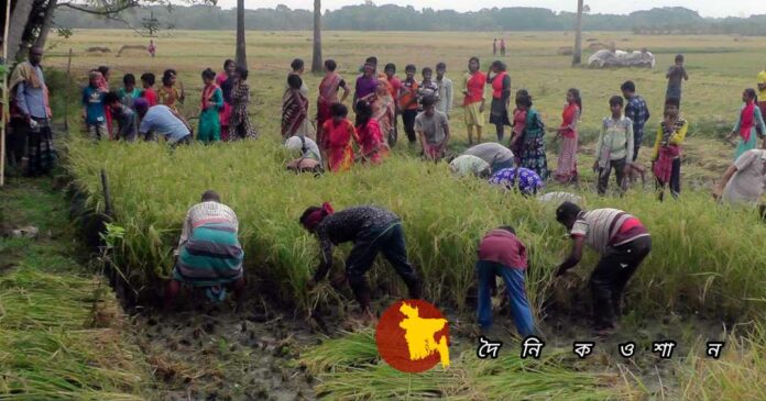 নড়াইলে শ্রমিক সংকটে কৃষকদের পাশে ৩১৫জন শিক্ষার্থী, তিনদিন ধরে ধানকাটা উৎসব