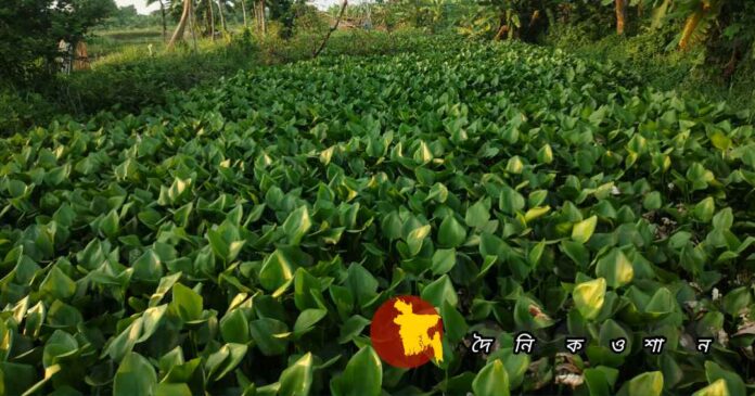 নড়াইলের হুগলাডাঙ্গা খাল কচুরিপানা দখল করেছে খালটির ৪ কিঃমিঃ