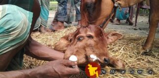 দুই মুখ, চার চোখ বিশিষ্ট গরুর জন্ম