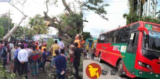 নড়াইলে ঘূর্ণিঝড় সিত্রাংয়ে বটগাছ উপড়ে পড়ে সড়কে ১৮ ঘন্টা যান চলাচল বন্ধ থাকার পর শুরু