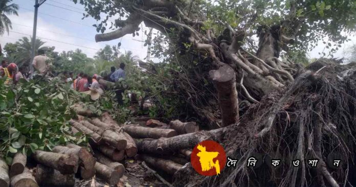 নড়াইলে ঘূর্ণিঝড়ে মহিলার মৃত্যু, গাছ উপড়ে প্রায় ২০ ঘন্টা যান চলাচল বন্ধ, রোপা আমনের ব্যাপক ক্ষতি