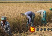 বাঘারপাড়ায় আমন ধানে অতিরিক্ত চিটায় কৃষকের মাথায় হাত, কৃষি অফিসকে দুষলেন চাষিরা