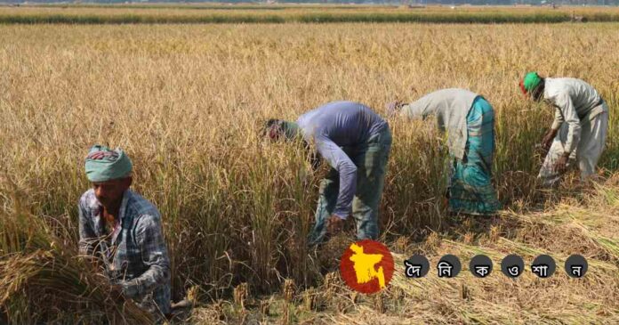 বাঘারপাড়ায় আমন ধানে অতিরিক্ত চিটায় কৃষকের মাথায় হাত, কৃষি অফিসকে দুষলেন চাষিরা