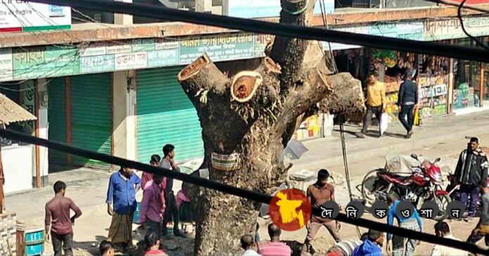 বাঘারপাড়ায় ‘নিয়ম বহির্ভূতভাবে’ জেলা পরিষদের গাছ কর্তন!