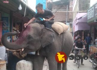 নড়াইলে হাতি দিয়ে চাঁদাবাজি
