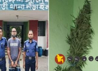 নড়াইলে সবজি ক্ষেতে গাঁজা চাষ, চাষি গ্রেফতার