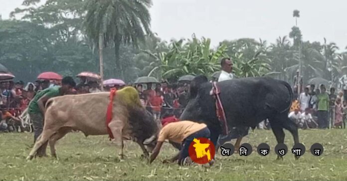 কালিয়ায় গ্রাম বাংলার ষাঁড়ের লড়াই